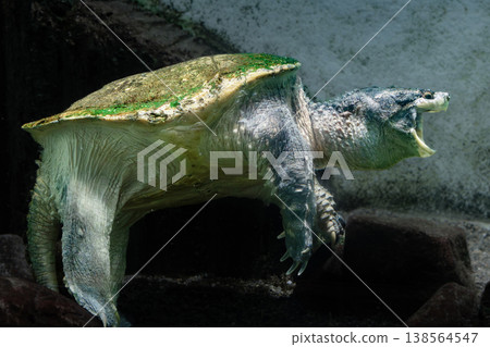 A snapping turtle with its mouth open A snapping turtle with its mouth open 138564547