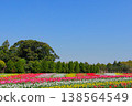 [Spring] Tulip field and blue sky (copy space) 138564549