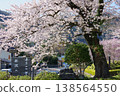 [Spring] Cherry blossoms in full bloom (Welcome to Tanzawa) 138564550
