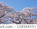 [Spring] Cherry blossoms in full bloom and a blue sky [Hadano Togawa Park] Copy space 138564551