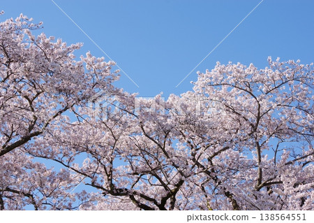 [Spring] Cherry blossoms in full bloom and a blue sky [Hadano Togawa Park] Copy space 138564551