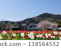 [Spring] Collaboration of tulips and cherry blossoms (background: mountains and blue sky) Copy space 138564552