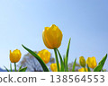 [Spring] Yellow tulips (background: blue sky) Copy space 138564553