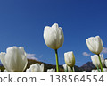 [Spring] White tulips (background: blue sky) Copy space 138564554