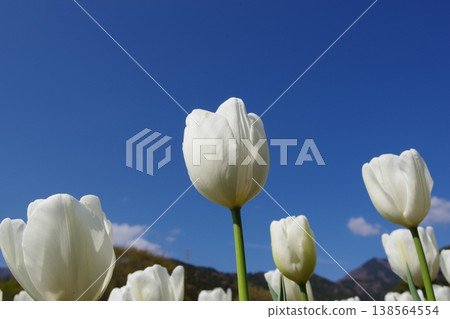 [Spring] White tulips (background: blue sky) Copy space 138564554