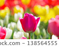 [Spring] Reddish-purple tulips (background: colorful) 138564555