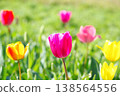 [Spring] Purple tulips (background: colorful) 138564556