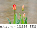 [Spring] Red tulips (flowers and buds) Copy space 138564558