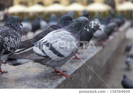 A group of urban pigeons with grey and white mottled feathers stand perched on a stone ledge in a city public space, showcasing common city wildlife A group of urban pigeons with grey and white mottled feathers stand perched on a stone ledge in a city public space, showcasing common city wildlife 138564609