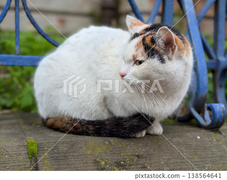 Calico cat sitting calmly on a mossy concrete ledge, observing its outdoor surroundings with quiet curiosity, symbolizing peaceful animal life Calico cat sitting calmly on a mossy concrete ledge, observing its outdoor surroundings with quiet curiosity, symbolizing peaceful animal life 138564641