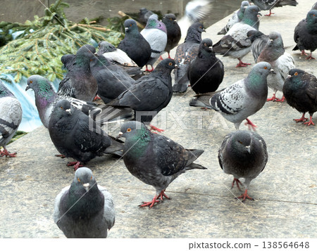 Numerous common city pigeons with iridescent neck feathers standing on a concrete urban surface, symbolizing urban wildlife, adaptation, and natural, everyday presence Numerous common city pigeons with iridescent neck feathers standing on a concrete urban surface, symbolizing urban wildlife, adaptation, and natural, everyday presence 138564648