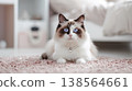 white and brown ragdoll cat with blue eyes, wearing a pearl necklace around its neck, sitting on the floor of a bedroom, looking at the camera, with a light pink carpet behind  138564661