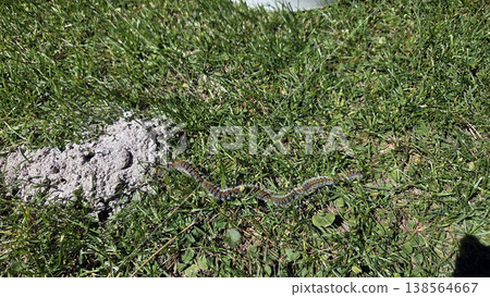 Line of pine processionary caterpillars crawling across grass near soil mound for pest awareness background and educational poster. Thaumetopoea pityocampa Line of pine processionary caterpillars crawling across grass near soil mound for pest awareness background and educational poster. Thaumetopoea pityocampa 138564667