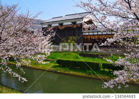 春天，櫻花，京都伏見，宇治川支流，清酒釀造廠 138564685