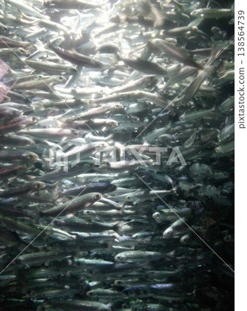 A group of small fish 138564739