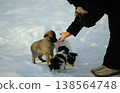 Woman hand feeding cute fluffy puppies by hand on the snow during winter 138564748