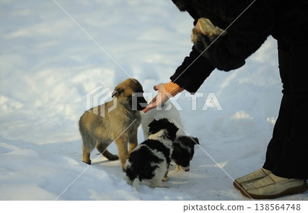 Woman hand feeding cute fluffy puppies by hand on the snow during winter Woman hand feeding cute fluffy puppies by hand on the snow during winter 138564748