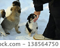 Woman hand petting a cute fluffy puppy outdoors on the snow in winter 138564750