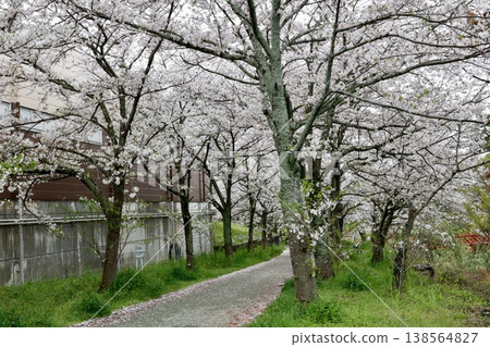 A cherry tree-lined path, a spring cherry blossom viewing scene in April, Ishite Iwaseki, Matsuyama City. A cherry tree-lined path, a spring cherry blossom viewing scene in April, Ishite Iwaseki, Matsuyama City. 138564827