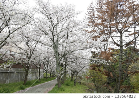 松山市的春日景色：櫻花盛開的小徑，四月櫻花爛漫、綠意盎然的景象。 138564828