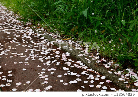 Cherry blossom petals scattered on the road - a springtime scene - sidewalks and green grass 138564829