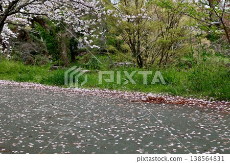 櫻花花瓣散落在路上，春天的氣息撲面而來，落花映襯著綠草茵的田野。 138564831