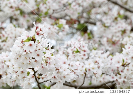 A close-up of a Somei Yoshino cherry blossom. A fully bloomed cherry tree with white petals and pale pink stamens. 138564837