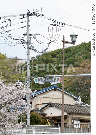 Cherry blossoms and traffic lights – red and blue indicate stop and go – a spring scene. 138564840