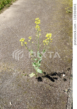 油菜花從路面裂縫中生長出來。 (留有文字空間) 油菜花從路面裂縫中生長出來。 (留有文字空間) 138564841