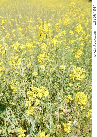 A field of rapeseed flowers, a sea of yellow blossoms, a spring landscape, in full bloom, nature, copy space 138564844