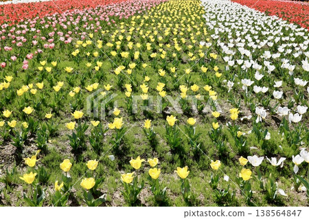 一片盛開的五彩鬱金香花田——紅色、粉紅色、黃色、白色——美麗的春日景象。 138564847