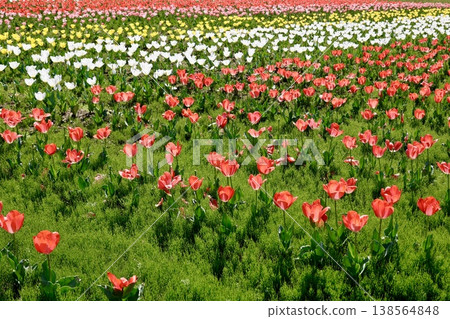 一片盛開的彩色鬱金香花田——紅色、白色和黃色——美麗的春日景象。 138564848