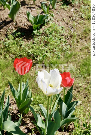 Red and white tulips are in bloom in the spring garden. Red and white tulips are in bloom in the spring garden. 138564850