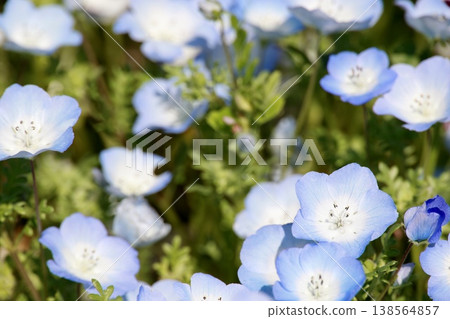 Close-up of nemophila flowers - light blue - in full bloom - spring garden scene Close-up of nemophila flowers - light blue - in full bloom - spring garden scene 138564857