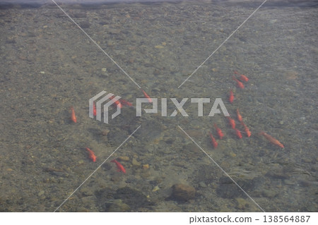 日本岐阜縣高山市-一群鯉魚在宮川河中游弋。河水清澈見底,景色優美。 日本岐阜縣高山市-一群鯉魚在宮川河中游弋。河水清澈見底,景色優美。 138564887