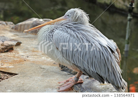Koshi Beni Pelican Koshi Beni Pelican 138564971