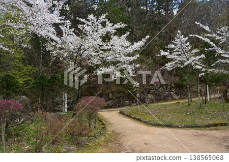 Cherry blossoms in full bloom at Shiroyama Park in Takayama City, Gifu Prefecture, Japan. Beautiful petals and promenade in spring. Cherry blossoms in full bloom at Shiroyama Park in Takayama City, Gifu Prefecture, Japan. Beautiful petals and promenade in spring. 138565068