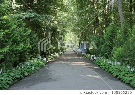 Peaceful botanical route with shaded vegetation and calming atmosphere Peaceful botanical route with shaded vegetation and calming atmosphere 138565230