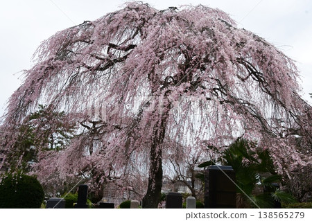 東照寺的垂枝櫻樹 東照寺的垂枝櫻樹 138565279