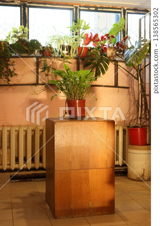 Sunlit vintage cabinet with potted plants, houseplant stylist corner 138565302