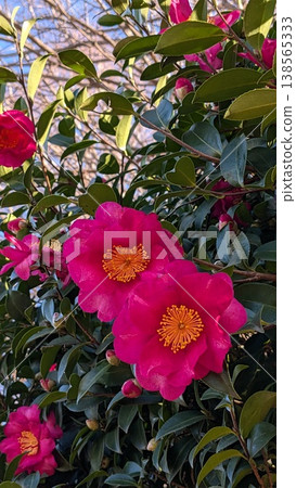 茶花 138565333