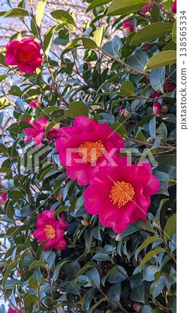 茶花 138565334