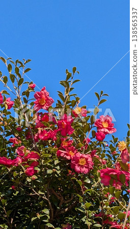 茶花 茶花 138565337