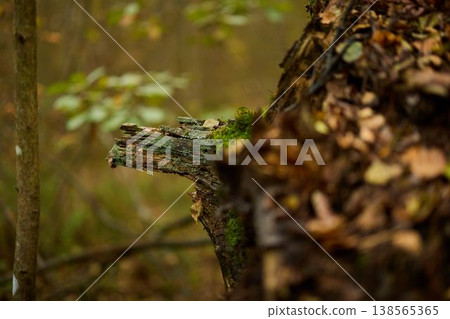 Enigmatic forest artifact hints at numerous seasons passed Enigmatic forest artifact hints at numerous seasons passed 138565365