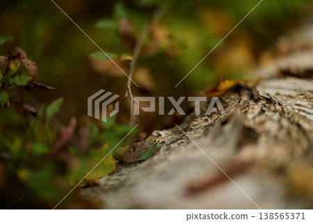 Close observation of survival strategies in moist woodland ecosystems 138565371