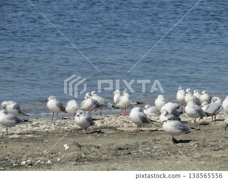 黑頭鷗,冬季候鳥,棲息在圭川濱的沙灘上。 黑頭鷗,冬季候鳥,棲息在圭川濱的沙灘上。 138565556
