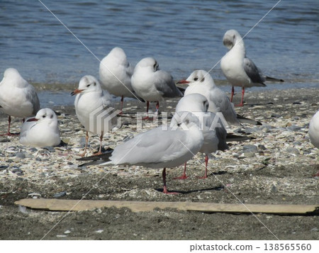 煙川濱沙灘上的黑頭鷗 138565560