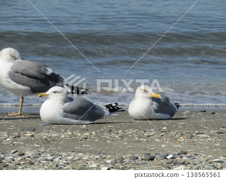 黑背鷗是圭川濱沙灘上的留鳥。 138565561