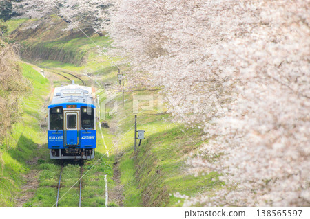 Cherry blossom trees and the "#Maxell" train (Heisei Chikuhō Railway) Cherry blossom trees and the "#Maxell" train (Heisei Chikuhō Railway) 138565597