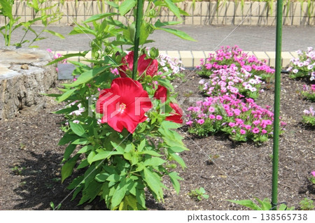 紅芙蓉 138565738